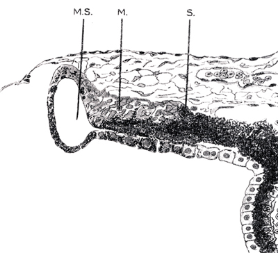 Diagrama