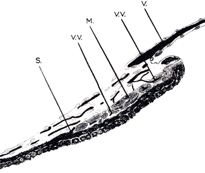 Diagrama