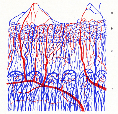 Diagrama