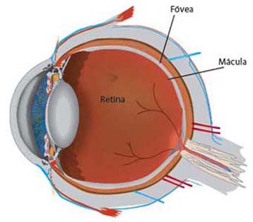 Diagrama del Ojo